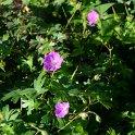 Geranium sanguineum 'Max Frei'